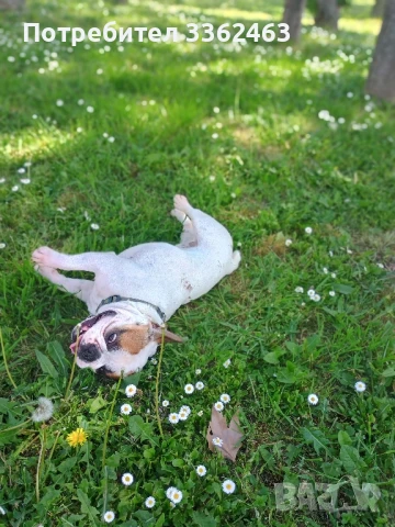 Френски булдог търси дама , снимка 3 - Търси партньор - 50509412