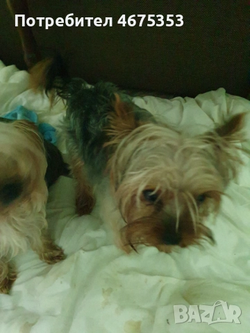  Мини Йорки йоркширски териер 4 кученца, снимка 7 - Йоркширски териер - 52770169
