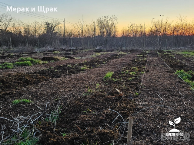 Дървесен чипс на едро (компостиращ), снимка 9 - Тор и почвени смеси - 52135429