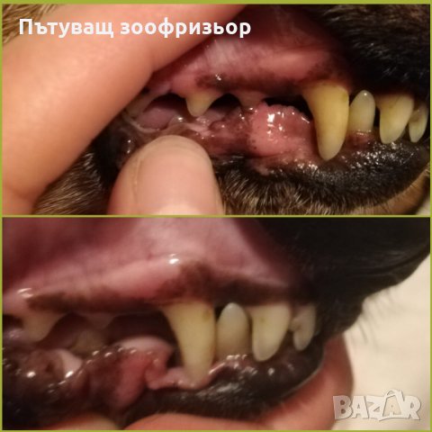 Пътуващ зоофризьор/Travelling groomer, снимка 14 - Ветеринари и услуги - 34449936