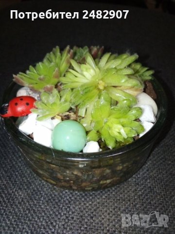 Сукуленти в министъкло, снимка 3 - Декорация за дома - 37678132