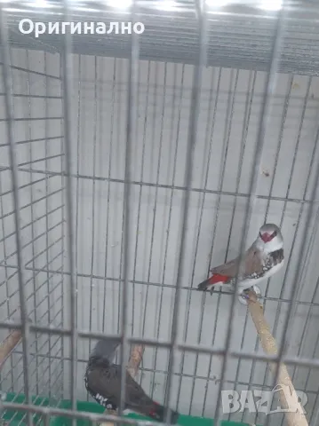 Амадини Канарчета , снимка 3 - Амадини - 49771329