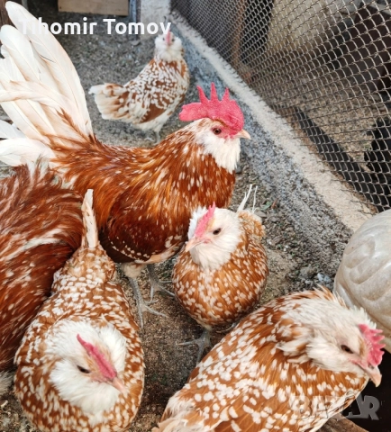 продавам ярки петлета , снимка 2 - Кокошки и пуйки - 51466732