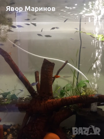 Декоративни рибки, снимка 2 - Рибки - 50545629