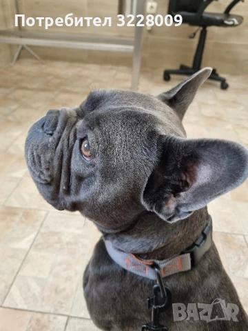 Френски булдог 