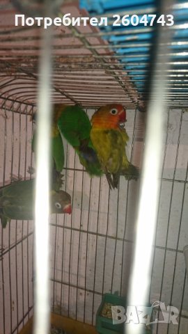 Различни видове папагали, снимка 14 - Папагали - 42975780