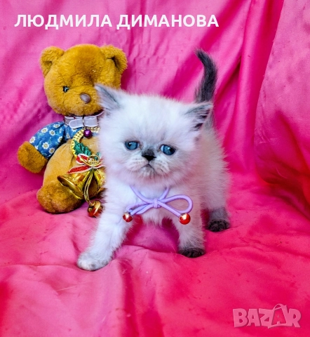 Екзотично момиче със сини очи. , снимка 3 - Персийска - 52833657