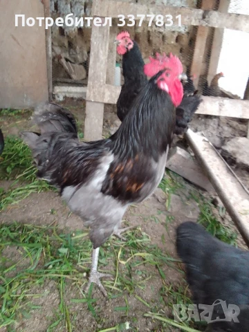 Продавам петли, снимка 2 - Кокошки и пуйки - 50590458