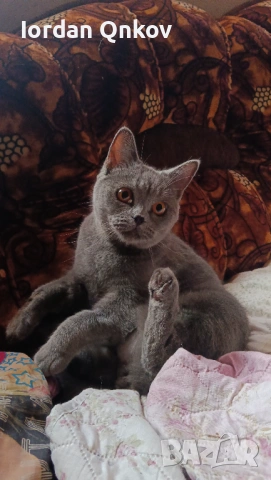 Продавам женска котка, снимка 4 - Британска късокосместа - 53602428