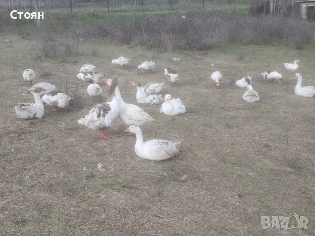 Яйца от гъски, снимка 2 - други­ - 53481077