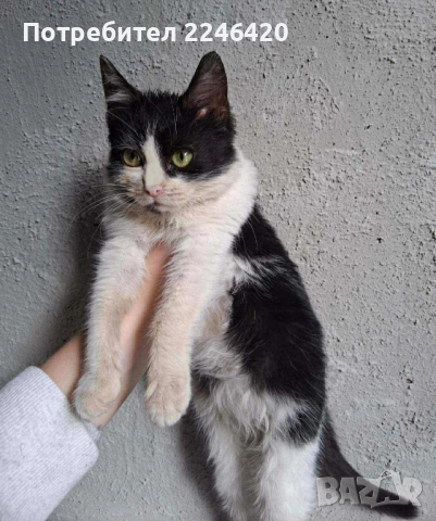 2-месечно момиченце търси дом , снимка 9 - Други - 52253863