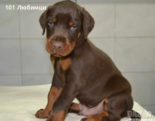 Добермани с родословие, снимка 10 - Доберман - 47454858