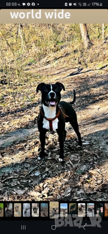 Бебета питбул, снимка 7 - Питбул - 52909896