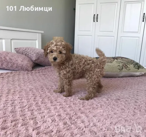 Пудели Той и Мини с родословие, снимка 5 - Пудели - 47449124