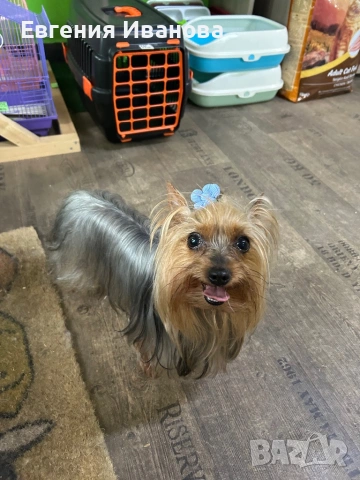 Йоркширски териер си търси приятелка, снимка 12 - Търси партньор - 35108985