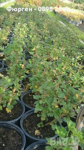 Цариградско грозде- Бяло и червено, снимка 3 - Разсади - 42940754