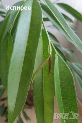Фикус али, Ficus alii, 3-годишни растения, снимка 10 - Стайни растения - 51544538