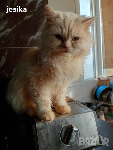 персийски на 4месеца , снимка 2 - Персийска - 52840492