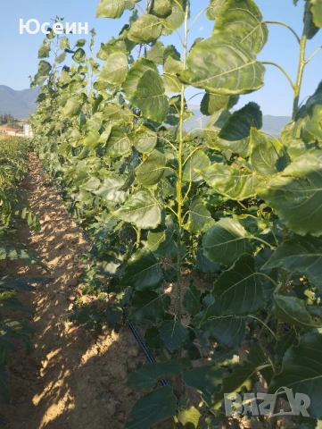 Фиданки от топола , снимка 9 - Градински цветя и растения - 51343080