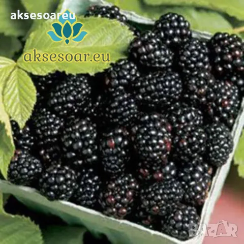 Висококачествени нови семена от хранителна Къпина без бодли Rubus rusticanus 50+ семена антиоксидант, снимка 6 - Сортови семена и луковици - 50332260