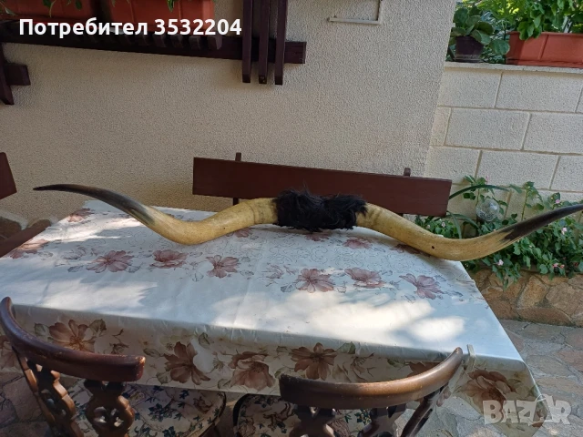 Големи биволски рога, снимка 2 - Други ценни предмети - 51359502