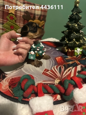 Три мъжки йоркита от родословни родители“, снимка 6 - Йоркширски териер - 52836585