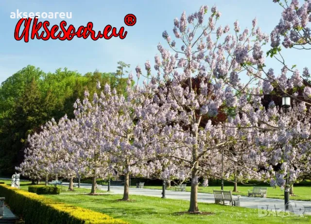 Продавам 400 семена от медоносно дърво пауловния томентоса за пчелари дървен материал сянка на двора, снимка 4 - Сортови семена и луковици - 50390012