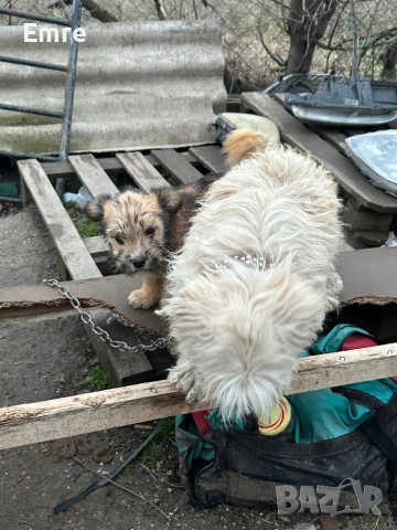 Обикновени Болонки, снимка 3 - Болонка - 52849550