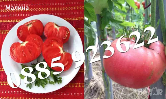 Био Семена Домати Стари Селски Сортове, Пипер, Чери Домати, Тютюн, Пъпеш