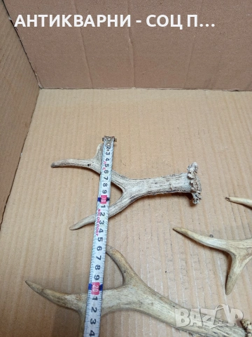 Комплект Стари Малки Рога. НОМЕР 726., снимка 10 - Антикварни и старинни предмети - 53528086