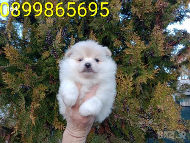 Женски  Померан. , снимка 2 - Померан - 53455201