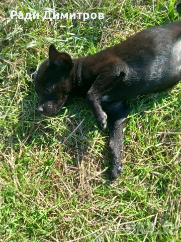 ПОДАРЯВАМ КУЧЕНЦА, снимка 15 - Други - 52297955