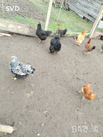 Продавам Кокошки