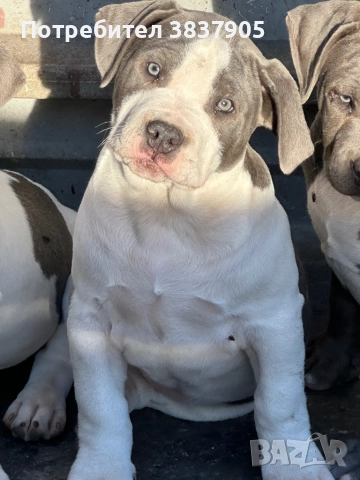 Американко були хл, снимка 7 - Американски стафордширски териер - 52507402