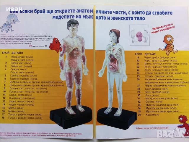 Поредица детски списания "Човешкото тяло", снимка 8 - Колекции - 38673094