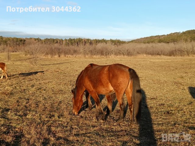 Кобила , снимка 1