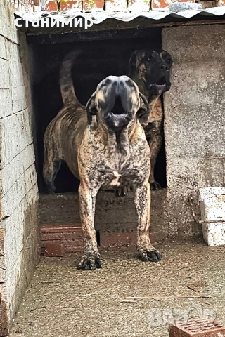 Преса Канарио / Дого Канарио , снимка 3 - Други - 41585132