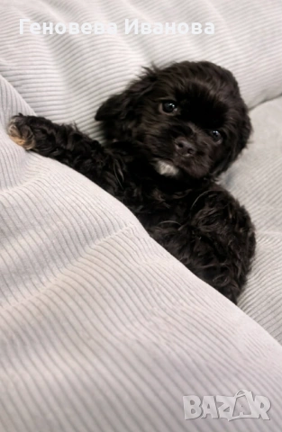 Американски кокер шпаньол, снимка 2 - Шпаньоли - 53004653