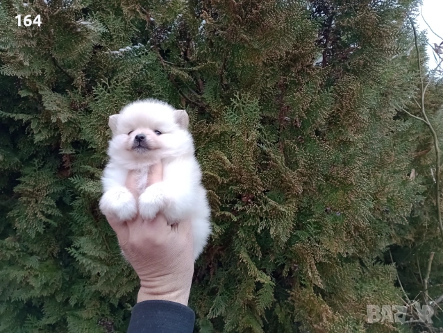 Мини момиче. Женско мини Померанче. Реални снимки от 10.02.26 г., снимка 2 - Померан - 53455836