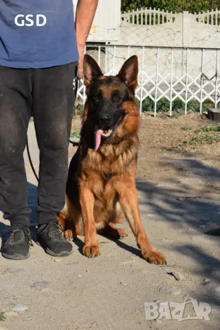 мъжка немска овчарка за разплод, снимка 5 - Немска овчарка - 48810532