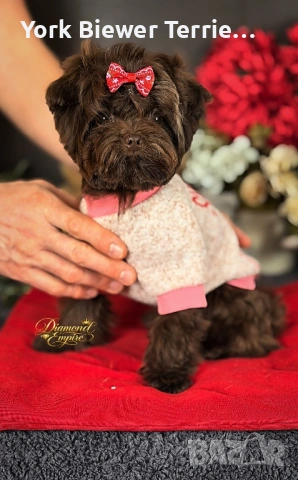 Мини малтипу! Момчето Baby face! Доставка 