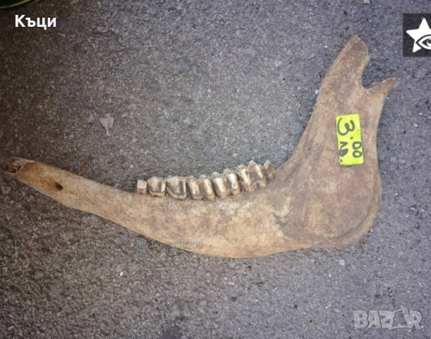 Челюсти от крава. 