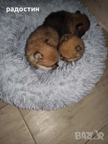 Померанчета мини, снимка 5 - Померан - 52708905