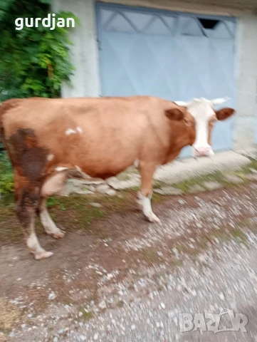 крава на 6 години, снимка 2 - Крави - 51372522