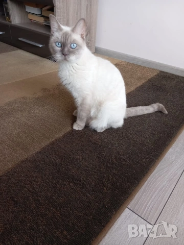 Британска колор пойнт 