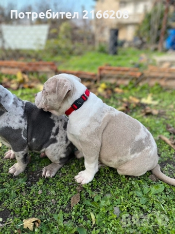 Американско Були Покет, снимка 2 - Други - 52120661