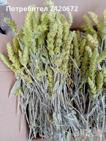 био  мурсалски  чай, снимка 7 - Хранителни добавки - 50732701