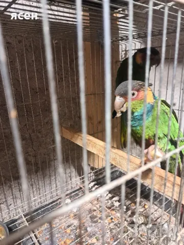 Продавам чифт Пирура Круентата, снимка 5 - Папагали - 48851141