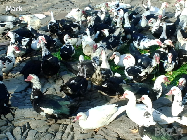 Неми патици свободно отлгеждани - юрдечки, снимка 2 - Патици и гъски - 52842654