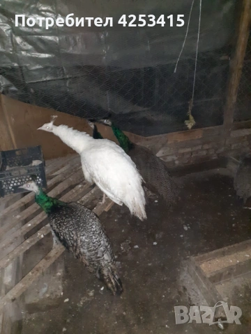 Продавам паунчета на 9 месеца 